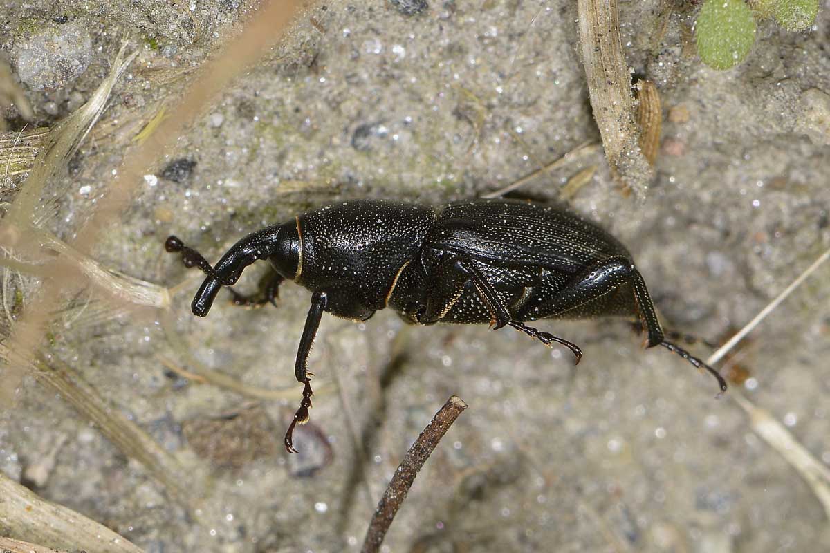 Sphenophorus striatopunctatus, Dryophthoridae